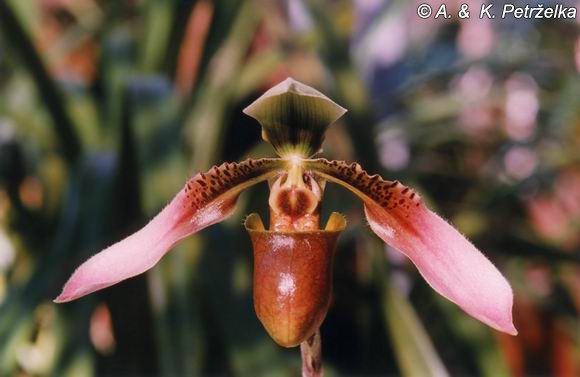 paph.jpg